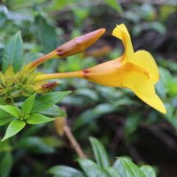 Allamanda cathartica L.